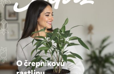 Vyhraj krásnu črepníkovú rastlinu v hodnote 50€