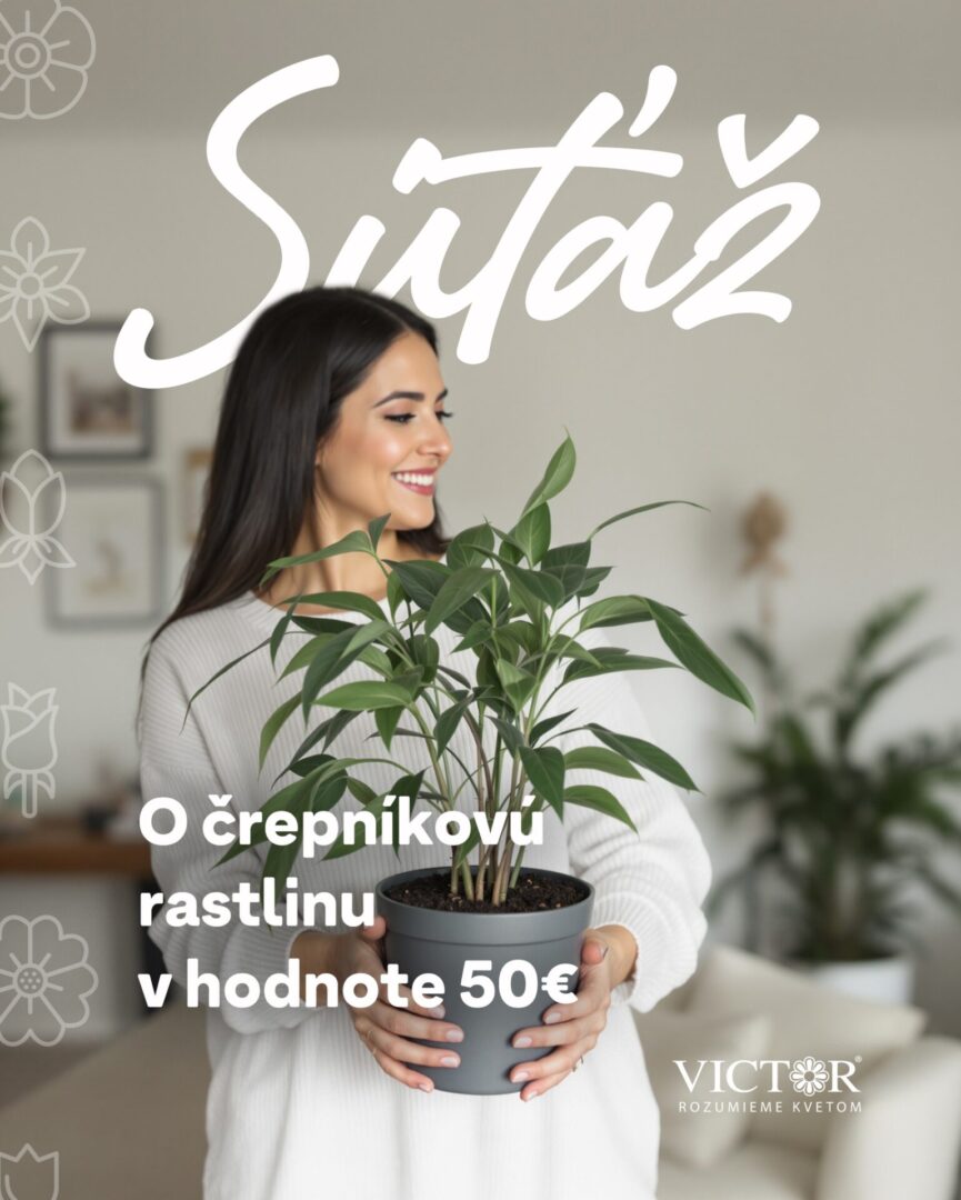 Vyhraj krásnu črepníkovú rastlinu v hodnote 50€