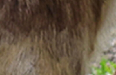 Online súťaž o rodinnú vstupenku (2+2) do ZOO Bratislava